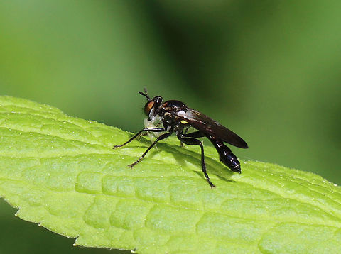 Eudioctria brevis Robber fly with a snack!

Habitat: Mixed forest
https://www.jungledragon.com/image/106675/eudioctria_brevis.html Asilidae,Eudioctria,Eudioctria brevis,Geotagged,Spring,United States,fly,robber fly