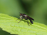 Eudioctria brevis Robber fly with a snack!<br />
<br />
Habitat: Mixed forest<br />
https://www.jungledragon.com/image/106675/eudioctria_brevis.html Asilidae,Eudioctria,Eudioctria brevis,Geotagged,Spring,United States,fly,robber fly