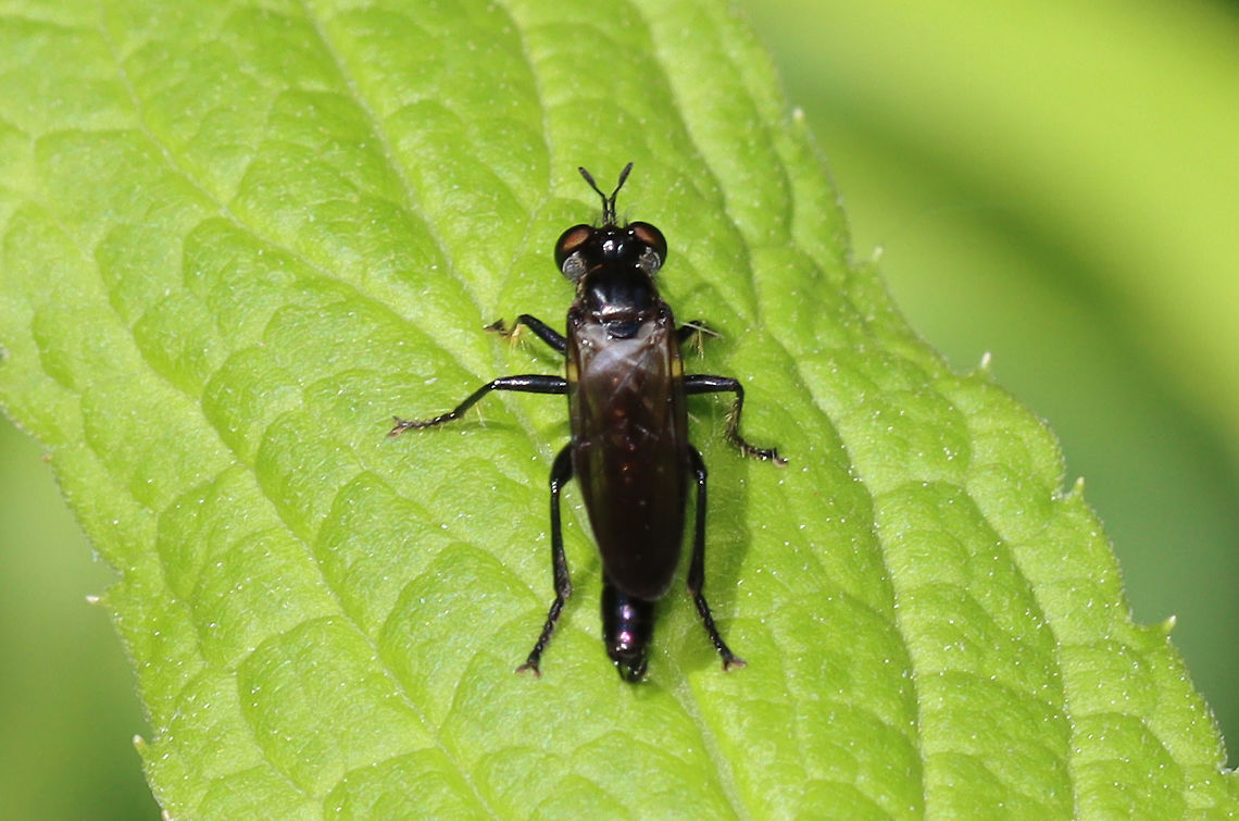 Eudioctria brevis Robber fly with a snack!<br />
<br />
Habitat: Mixed forest<br />
<figure class="photo"><a href="https://www.jungledragon.com/image/106674/eudioctria_brevis.html" title="Eudioctria brevis"><img src="https://s3.amazonaws.com/media.jungledragon.com/images/3232/106674_thumb.jpg?AWSAccessKeyId=05GMT0V3GWVNE7GGM1R2&Expires=1769040010&Signature=dcJUhMF7uaYnVMDdcrtH4y%2B5u3A%3D" width="200" height="150" alt="Eudioctria brevis Robber fly with a snack!<br />
<br />
Habitat: Mixed forest<br />
https://www.jungledragon.com/image/106675/eudioctria_brevis.html Asilidae,Eudioctria,Eudioctria brevis,Geotagged,Spring,United States,fly,robber fly" /></a></figure> Eudioctria,Eudioctria brevis,Geotagged,Spring,United States,fly,robber fly
