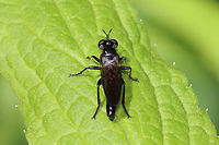 Eudioctria brevis Robber fly with a snack!<br />
<br />
Habitat: Mixed forest<br />
https://www.jungledragon.com/image/106674/eudioctria_brevis.html Eudioctria,Eudioctria brevis,Geotagged,Spring,United States,fly,robber fly