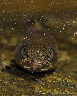 Grumpy Tadpole - Lithobates sp. I think it's a green frog tadpole (Lithobates clamitans), but am not totally sure.

Habitat: Woodland pond
https://www.jungledragon.com/image/106679/pollywog_posse_-_lithobates_sp.html
https://www.jungledragon.com/image/106678/froglet_-_lithobates_sp.html Geotagged,Lithobates,Lithobates clamitans,Spring,United States,frog,froglet,tadpole