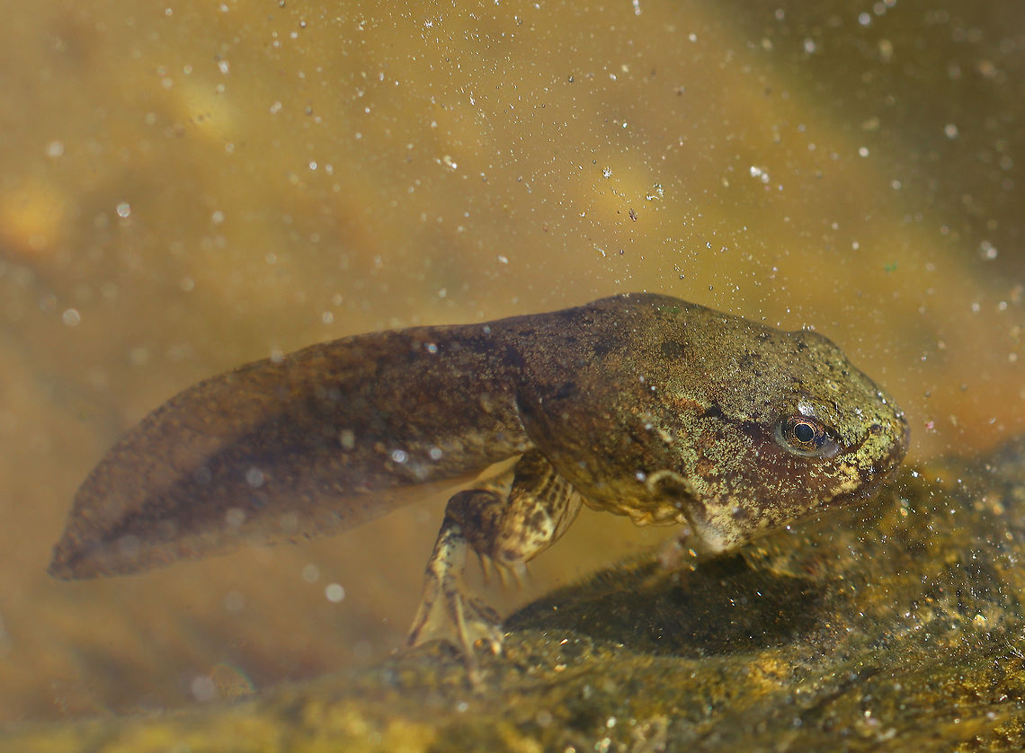 Froglet - Lithobates sp. I think this is a green froglet (Lithobates clamitans), but am not sure.<br />
<br />
Habitat: Woodland pond<br />
<figure class="photo"><a href="https://www.jungledragon.com/image/106677/grumpy_tadpole_-_lithobates_sp.html" title="Grumpy Tadpole - Lithobates sp."><img src="https://s3.amazonaws.com/media.jungledragon.com/images/3232/106677_thumb.jpg?AWSAccessKeyId=05GMT0V3GWVNE7GGM1R2&Expires=1759968010&Signature=8bdfaiUUzgOel3gm4ZwphBV001Y%3D" width="124" height="152" alt="Grumpy Tadpole - Lithobates sp. I think it&#039;s a green frog tadpole (Lithobates clamitans), but am not totally sure.<br />
<br />
Habitat: Woodland pond<br />
https://www.jungledragon.com/image/106679/pollywog_posse_-_lithobates_sp.html<br />
https://www.jungledragon.com/image/106678/froglet_-_lithobates_sp.html Geotagged,Lithobates,Lithobates clamitans,Spring,United States,frog,froglet,tadpole" /></a></figure><br />
<figure class="photo"><a href="https://www.jungledragon.com/image/106679/pollywog_posse_-_lithobates_sp.html" title="Pollywog Posse - Lithobates sp."><img src="https://s3.amazonaws.com/media.jungledragon.com/images/3232/106679_thumb.jpg?AWSAccessKeyId=05GMT0V3GWVNE7GGM1R2&Expires=1759968010&Signature=%2FHERBlRqai9i5IZ90hxlzLwdonk%3D" width="142" height="152" alt="Pollywog Posse - Lithobates sp. What do you call a group of tadpoles? Technically, it&#039;s called a &quot;school&quot;, but I think &#039;pollywog posse&#039; sounds better.<br />
<br />
*They are probably Lithobates clamitans<br />
https://www.jungledragon.com/image/106677/grumpy_tadpole_-_lithobates_sp.html<br />
https://www.jungledragon.com/image/106678/froglet_-_lithobates_sp.html<br />
<br />
Habitat: Woodland pond Geotagged,Lithobates,Lithobates clamitans,Spring,United States,frog,froglet,green frog,pollywog,tadpole" /></a></figure> Geotagged,Lithobates,Lithobates clamitans,Spring,United States,frog,froglet,green frog,tadpole