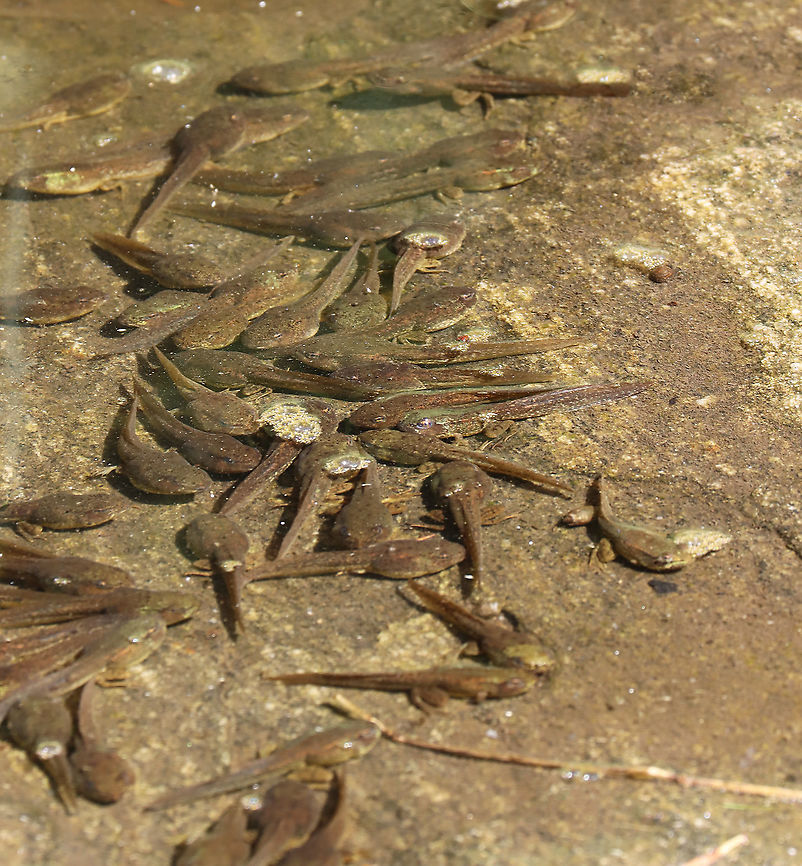 Pollywog Posse - Lithobates sp. What do you call a group of tadpoles? Technically, it&#039;s called a &quot;school&quot;, but I think &#039;pollywog posse&#039; sounds better.<br />
<br />
*They are probably Lithobates clamitans<br />
<figure class="photo"><a href="https://www.jungledragon.com/image/106677/grumpy_tadpole_-_lithobates_sp.html" title="Grumpy Tadpole - Lithobates sp."><img src="https://s3.amazonaws.com/media.jungledragon.com/images/3232/106677_thumb.jpg?AWSAccessKeyId=05GMT0V3GWVNE7GGM1R2&Expires=1759968010&Signature=8bdfaiUUzgOel3gm4ZwphBV001Y%3D" width="124" height="152" alt="Grumpy Tadpole - Lithobates sp. I think it&#039;s a green frog tadpole (Lithobates clamitans), but am not totally sure.<br />
<br />
Habitat: Woodland pond<br />
https://www.jungledragon.com/image/106679/pollywog_posse_-_lithobates_sp.html<br />
https://www.jungledragon.com/image/106678/froglet_-_lithobates_sp.html Geotagged,Lithobates,Lithobates clamitans,Spring,United States,frog,froglet,tadpole" /></a></figure><br />
<figure class="photo"><a href="https://www.jungledragon.com/image/106678/froglet_-_lithobates_sp.html" title="Froglet - Lithobates sp."><img src="https://s3.amazonaws.com/media.jungledragon.com/images/3232/106678_thumb.jpg?AWSAccessKeyId=05GMT0V3GWVNE7GGM1R2&Expires=1759968010&Signature=62%2BV24SjcyT2xeJsegDLYW6PPuE%3D" width="200" height="148" alt="Froglet - Lithobates sp. I think this is a green froglet (Lithobates clamitans), but am not sure.<br />
<br />
Habitat: Woodland pond<br />
https://www.jungledragon.com/image/106677/grumpy_tadpole_-_lithobates_sp.html<br />
https://www.jungledragon.com/image/106679/pollywog_posse_-_lithobates_sp.html Geotagged,Lithobates,Lithobates clamitans,Spring,United States,frog,froglet,green frog,tadpole" /></a></figure><br />
<br />
Habitat: Woodland pond Geotagged,Lithobates,Lithobates clamitans,Spring,United States,frog,froglet,green frog,pollywog,tadpole