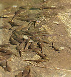 Pollywog Posse - Lithobates sp. What do you call a group of tadpoles? Technically, it's called a "school", but I think 'pollywog posse' sounds better.<br />
<br />
*They are probably Lithobates clamitans<br />
https://www.jungledragon.com/image/106677/grumpy_tadpole_-_lithobates_sp.html<br />
https://www.jungledragon.com/image/106678/froglet_-_lithobates_sp.html<br />
<br />
Habitat: Woodland pond Geotagged,Lithobates,Lithobates clamitans,Spring,United States,frog,froglet,green frog,pollywog,tadpole
