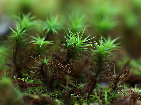 Haircap Moss - Polytrichum sp. Habitat: Pond edge in a mesic, mixed forest Geotagged,Polytrichum,Spring,United States,haircap moss,moss