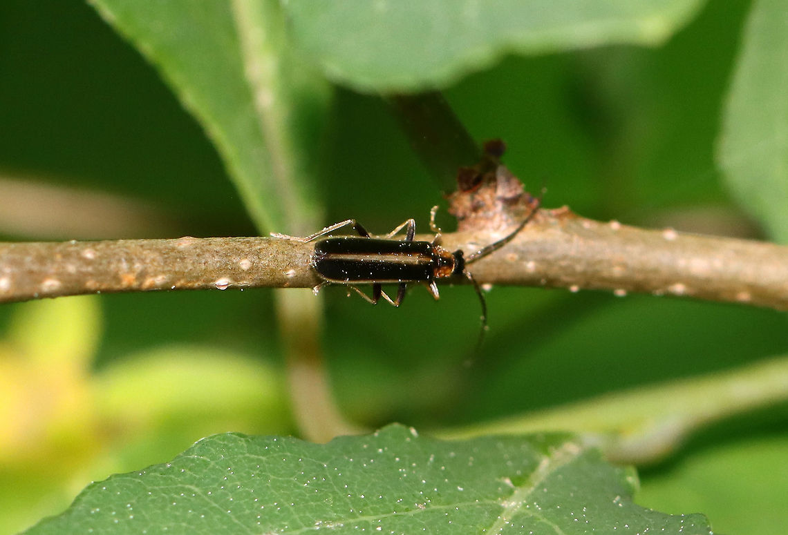 Soldier Beetle - Rhagonycha sp., maybe Rhagonycha cruralis Habitat: Mixed forest Cantharidae,Geotagged,Rhagonycha,Rhagonycha cruralis,Spring,United States,beetle,soldier beetle