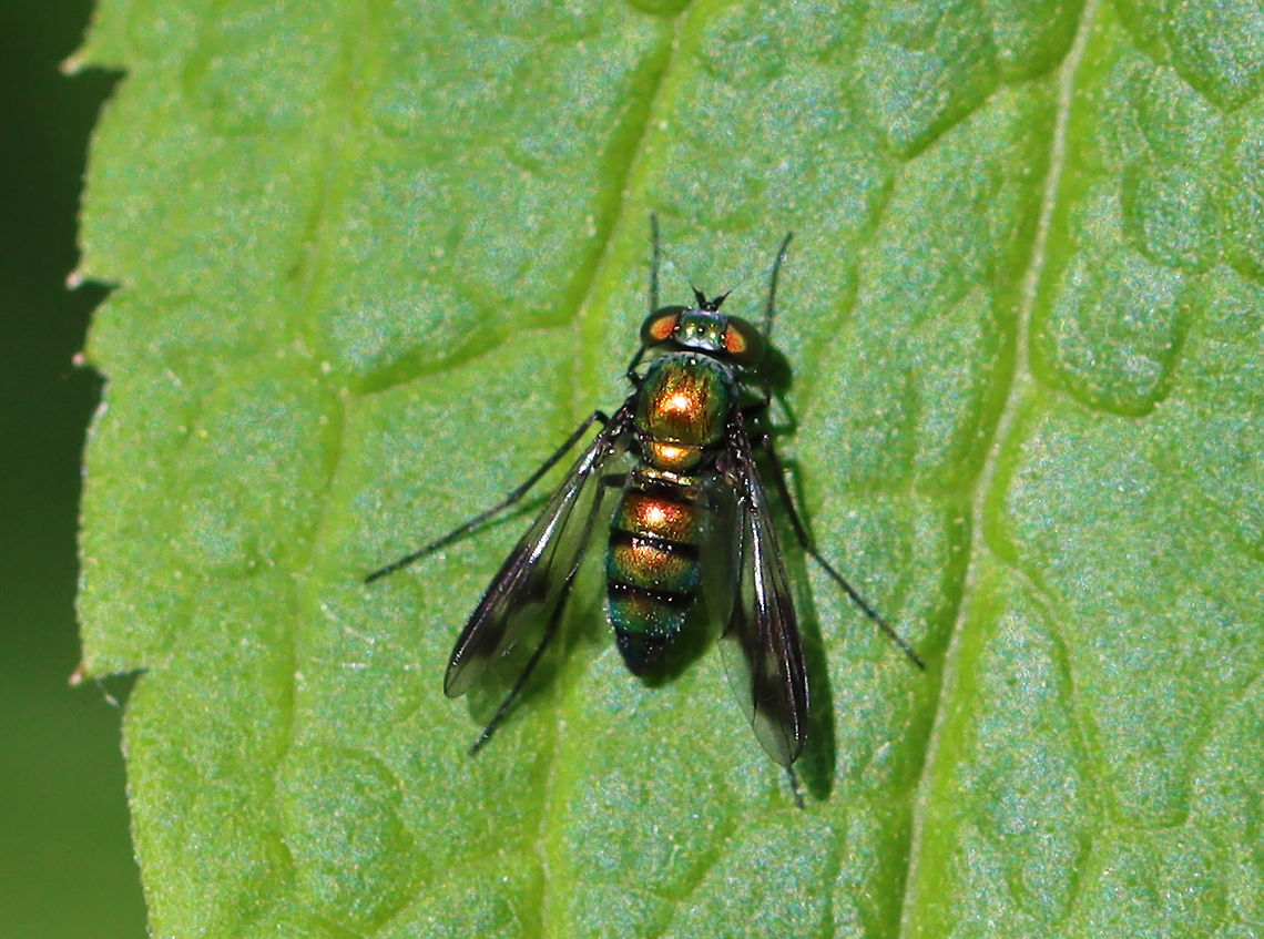 Longlegged Fly - Condylostylus patibulatus Metallic green and orange body, black legs, and black antennae. Black markings on the wings.<br />
<br />
Habitat: Mixed forest Condylostylus patibulatus,Diptera,Geotagged,Longlegged Fly,Spring,United States,condylostylus,fly