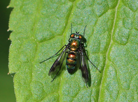 Longlegged Fly - Condylostylus patibulatus Metallic green and orange body, black legs, and black antennae. Black markings on the wings.

Habitat: Mixed forest Condylostylus patibulatus,Diptera,Geotagged,Longlegged Fly,Spring,United States,condylostylus,fly