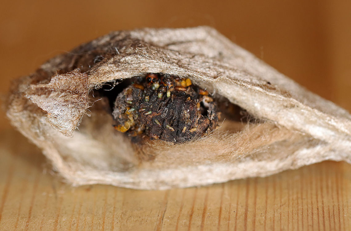 Parasitized Cecropia Moth Cocoon - Hyalophora cecropia *I'm assuming this cocoon is parasitized. It definitely doesn't look healthy and both the pupa and cocoon had exit holes.<br />
<br />
Parasitoids are a significant problem for cecropia moths. Some species of wasps and flies lay their eggs on young cecropia caterpillars. The eggs hatch into larvae, which then consume the internal organs and muscles of the caterpillar. The parasitoid pest releases chemicals that actually override the regulatory mechanisms of the caterpillar, and once the parasitoid has grown enough, it induces the caterpillar to pupate. Once the caterpillar pupates, the parasitoid larvae themselves pupate and kill the cecropia pupa. When they are ready to emerge as adults, they make a hole in the cocoon, and fly away.<br />
<br />
Habitat: Spotted attached to a bush in my neighbor's yard<br />
<figure class="photo"><a href="https://www.jungledragon.com/image/106731/parasitized_cecropia_moth_cocoon_-_hyalophora_cecropia.html" title="Parasitized Cecropia Moth Cocoon - Hyalophora cecropia"><img src="https://s3.amazonaws.com/media.jungledragon.com/images/3232/106731_thumb.jpg?AWSAccessKeyId=05GMT0V3GWVNE7GGM1R2&Expires=1769040010&Signature=VLChr3v6vYUmst3cP6CWYutNPCQ%3D" width="200" height="160" alt="Parasitized Cecropia Moth Cocoon - Hyalophora cecropia *I'm assuming this cocoon is parasitized. It definitely doesn't look healthy and both the pupa and cocoon had exit holes.<br />
<br />
Parasitoids are a significant problem for cecropia moths. Some species of wasps and flies lay their eggs on young cecropia caterpillars. The eggs hatch into larvae, which then consume the internal organs and muscles of the caterpillar. The parasitoid pest releases chemicals that actually override the regulatory mechanisms of the caterpillar, and once the parasitoid has grown enough, it induces the caterpillar to pupate. Once the caterpillar pupates, the parasitoid larvae themselves pupate and kill the cecropia pupa. When they are ready to emerge as adults, they make a hole in the cocoon, and fly away.<br />
<br />
Habitat: Spotted attached to a bush in my neighbor's yard<br />
https://www.jungledragon.com/image/106728/parasitized_cecropia_moth_cocoon_-_hyalophora_cecropia.html<br />
https://www.jungledragon.com/image/106730/parasitized_cecropia_moth_cocoon_-_hyalophora_cecropia.html<br />
https://www.jungledragon.com/image/106729/parasitized_cecropia_moth_cocoon_-_hyalophora_cecropia.html Cecropia Moth,Geotagged,Hyalophora cecropia,United States,Winter" /></a></figure><br />
<figure class="photo"><a href="https://www.jungledragon.com/image/106730/parasitized_cecropia_moth_cocoon_-_hyalophora_cecropia.html" title="Parasitized Cecropia Moth Cocoon - Hyalophora cecropia"><img src="https://s3.amazonaws.com/media.jungledragon.com/images/3232/106730_thumb.jpg?AWSAccessKeyId=05GMT0V3GWVNE7GGM1R2&Expires=1769040010&Signature=dR6M3T0bD8xtmQF2%2BL%2BTc9Vx5WY%3D" width="200" height="162" alt="Parasitized Cecropia Moth Cocoon - Hyalophora cecropia *I'm assuming this cocoon is parasitized. It definitely doesn't look healthy and both the pupa and cocoon had exit holes.<br />
<br />
Parasitoids are a significant problem for cecropia moths. Some species of wasps and flies lay their eggs on young cecropia caterpillars. The eggs hatch into larvae, which then consume the internal organs and muscles of the caterpillar. The parasitoid pest releases chemicals that actually override the regulatory mechanisms of the caterpillar, and once the parasitoid has grown enough, it induces the caterpillar to pupate. Once the caterpillar pupates, the parasitoid larvae themselves pupate and kill the cecropia pupa. When they are ready to emerge as adults, they make a hole in the cocoon, and fly away.<br />
<br />
Habitat: Spotted attached to a bush in my neighbor's yard<br />
https://www.jungledragon.com/image/106728/parasitized_cecropia_moth_cocoon_-_hyalophora_cecropia.html<br />
https://www.jungledragon.com/image/106731/parasitized_cecropia_moth_cocoon_-_hyalophora_cecropia.html<br />
https://www.jungledragon.com/image/106729/parasitized_cecropia_moth_cocoon_-_hyalophora_cecropia.html Cecropia Moth,Geotagged,Hyalophora cecropia,United States,Winter" /></a></figure><br />
<figure class="photo"><a href="https://www.jungledragon.com/image/106729/parasitized_cecropia_moth_cocoon_-_hyalophora_cecropia.html" title="Parasitized Cecropia Moth Cocoon - Hyalophora cecropia"><img src="https://s3.amazonaws.com/media.jungledragon.com/images/3232/106729_thumb.jpg?AWSAccessKeyId=05GMT0V3GWVNE7GGM1R2&Expires=1769040010&Signature=pnC0tjJbZM147JcyDyPjoE826cU%3D" width="200" height="142" alt="Parasitized Cecropia Moth Cocoon - Hyalophora cecropia *I'm assuming this cocoon is parasitized. It definitely doesn't look healthy and both the pupa and cocoon had exit holes.<br />
<br />
Parasitoids are a significant problem for cecropia moths. Some species of wasps and flies lay their eggs on young cecropia caterpillars. The eggs hatch into larvae, which then consume the internal organs and muscles of the caterpillar. The parasitoid pest releases chemicals that actually override the regulatory mechanisms of the caterpillar, and once the parasitoid has grown enough, it induces the caterpillar to pupate. Once the caterpillar pupates, the parasitoid larvae themselves pupate and kill the cecropia pupa. When they are ready to emerge as adults, they make a hole in the cocoon, and fly away.<br />
<br />
Habitat: Spotted attached to a bush in my neighbor's yard<br />
https://www.jungledragon.com/image/106730/parasitized_cecropia_moth_cocoon_-_hyalophora_cecropia.html<br />
https://www.jungledragon.com/image/106731/parasitized_cecropia_moth_cocoon_-_hyalophora_cecropia.html<br />
https://www.jungledragon.com/image/106728/parasitized_cecropia_moth_cocoon_-_hyalophora_cecropia.html Cecropia Moth,Geotagged,Hyalophora cecropia,United States,Winter" /></a></figure> Cecropia Moth,Cecropia cocoon,Geotagged,Hyalophora cecropia,United States,Winter,cocoon,moth,parasitized cocoon,pupa