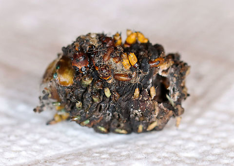 Parasitized Cecropia Moth Cocoon - Hyalophora cecropia *I'm assuming this cocoon is parasitized. It definitely doesn't look healthy and both the pupa and cocoon had exit holes.

Parasitoids are a significant problem for cecropia moths. Some species of wasps and flies lay their eggs on young cecropia caterpillars. The eggs hatch into larvae, which then consume the internal organs and muscles of the caterpillar. The parasitoid pest releases chemicals that actually override the regulatory mechanisms of the caterpillar, and once the parasitoid has grown enough, it induces the caterpillar to pupate. Once the caterpillar pupates, the parasitoid larvae themselves pupate and kill the cecropia pupa. When they are ready to emerge as adults, they make a hole in the cocoon, and fly away.

Habitat: Spotted attached to a bush in my neighbor's yard
https://www.jungledragon.com/image/106730/parasitized_cecropia_moth_cocoon_-_hyalophora_cecropia.html
https://www.jungledragon.com/image/106731/parasitized_cecropia_moth_cocoon_-_hyalophora_cecropia.html
https://www.jungledragon.com/image/106728/parasitized_cecropia_moth_cocoon_-_hyalophora_cecropia.html Cecropia Moth,Geotagged,Hyalophora cecropia,United States,Winter