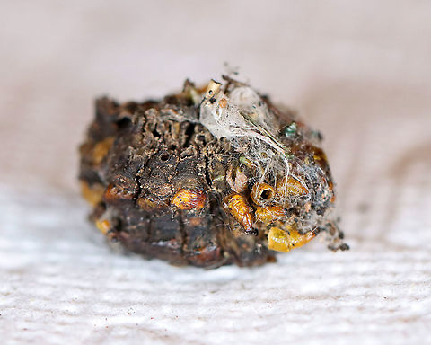 Parasitized Cecropia Moth Cocoon - Hyalophora cecropia *I'm assuming this cocoon is parasitized. It definitely doesn't look healthy and both the pupa and cocoon had exit holes.

Parasitoids are a significant problem for cecropia moths. Some species of wasps and flies lay their eggs on young cecropia caterpillars. The eggs hatch into larvae, which then consume the internal organs and muscles of the caterpillar. The parasitoid pest releases chemicals that actually override the regulatory mechanisms of the caterpillar, and once the parasitoid has grown enough, it induces the caterpillar to pupate. Once the caterpillar pupates, the parasitoid larvae themselves pupate and kill the cecropia pupa. When they are ready to emerge as adults, they make a hole in the cocoon, and fly away.

Habitat: Spotted attached to a bush in my neighbor's yard
https://www.jungledragon.com/image/106728/parasitized_cecropia_moth_cocoon_-_hyalophora_cecropia.html
https://www.jungledragon.com/image/106731/parasitized_cecropia_moth_cocoon_-_hyalophora_cecropia.html
https://www.jungledragon.com/image/106729/parasitized_cecropia_moth_cocoon_-_hyalophora_cecropia.html Cecropia Moth,Geotagged,Hyalophora cecropia,United States,Winter