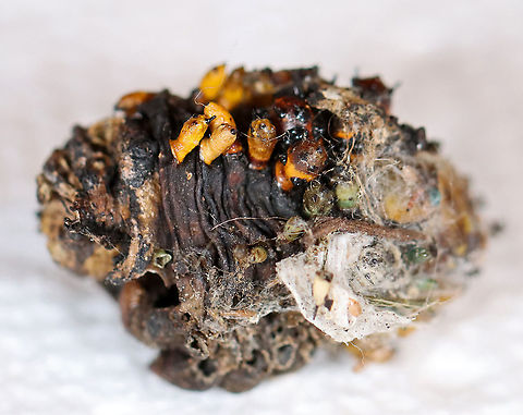 Parasitized Cecropia Moth Cocoon - Hyalophora cecropia *I'm assuming this cocoon is parasitized. It definitely doesn't look healthy and both the pupa and cocoon had exit holes.

Parasitoids are a significant problem for cecropia moths. Some species of wasps and flies lay their eggs on young cecropia caterpillars. The eggs hatch into larvae, which then consume the internal organs and muscles of the caterpillar. The parasitoid pest releases chemicals that actually override the regulatory mechanisms of the caterpillar, and once the parasitoid has grown enough, it induces the caterpillar to pupate. Once the caterpillar pupates, the parasitoid larvae themselves pupate and kill the cecropia pupa. When they are ready to emerge as adults, they make a hole in the cocoon, and fly away.

Habitat: Spotted attached to a bush in my neighbor's yard
https://www.jungledragon.com/image/106728/parasitized_cecropia_moth_cocoon_-_hyalophora_cecropia.html
https://www.jungledragon.com/image/106730/parasitized_cecropia_moth_cocoon_-_hyalophora_cecropia.html
https://www.jungledragon.com/image/106729/parasitized_cecropia_moth_cocoon_-_hyalophora_cecropia.html Cecropia Moth,Geotagged,Hyalophora cecropia,United States,Winter