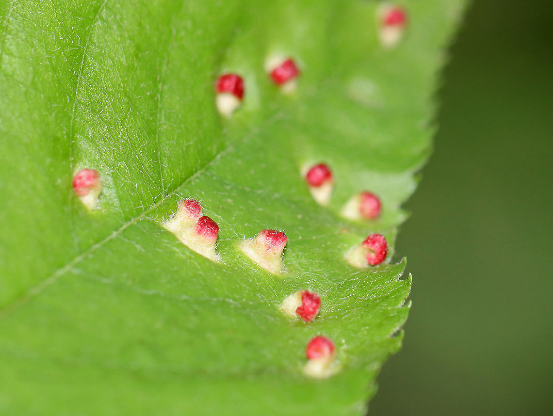 Galls (Blaesodiplosis sp.) on Shadbush (Amelanchier sp.) Habitat: Deciduous forest<br />
<br />
<figure class="photo"><a href="https://www.jungledragon.com/image/106738/galls_blaesodiplosis_sp._on_shadbush_amelanchier_sp.html" title="Galls (Blaesodiplosis sp.) on Shadbush (Amelanchier sp.)"><img src="https://s3.amazonaws.com/media.jungledragon.com/images/3232/106738_thumb.jpg?AWSAccessKeyId=05GMT0V3GWVNE7GGM1R2&Expires=1759968010&Signature=48NUcFcCMC9%2FAPUgnjbTXTmciQE%3D" width="200" height="128" alt="Galls (Blaesodiplosis sp.) on Shadbush (Amelanchier sp.) Habitat: Deciduous forest<br />
<br />
https://www.jungledragon.com/image/106737/galls_undersurface_-_family_eriophyidae.html<br />
https://www.jungledragon.com/image/106736/galls_-_family_eriophyidae.html Blaesodiplosis,Geotagged,Spring,United States" /></a></figure><br />
<figure class="photo"><a href="https://www.jungledragon.com/image/106737/galls_blaesodiplosis_sp._on_shadbush_amelanchier_sp.html" title="Galls (Blaesodiplosis sp.) on Shadbush (Amelanchier sp.)"><img src="https://s3.amazonaws.com/media.jungledragon.com/images/3232/106737_thumb.jpg?AWSAccessKeyId=05GMT0V3GWVNE7GGM1R2&Expires=1759968010&Signature=%2F0aQ54E2InGuh5QVQzE%2Fp5PCN4I%3D" width="200" height="156" alt="Galls (Blaesodiplosis sp.) on Shadbush (Amelanchier sp.) Habitat: Deciduous forest<br />
<br />
https://www.jungledragon.com/image/106738/galls_-_family_eriophyidae.html<br />
https://www.jungledragon.com/image/106736/galls_-_family_eriophyidae.html Blaesodiplosis,Geotagged,Spring,United States,galls" /></a></figure> Betulaceae,Eriophyidae,Geotagged,Spring,United States,gall,galls