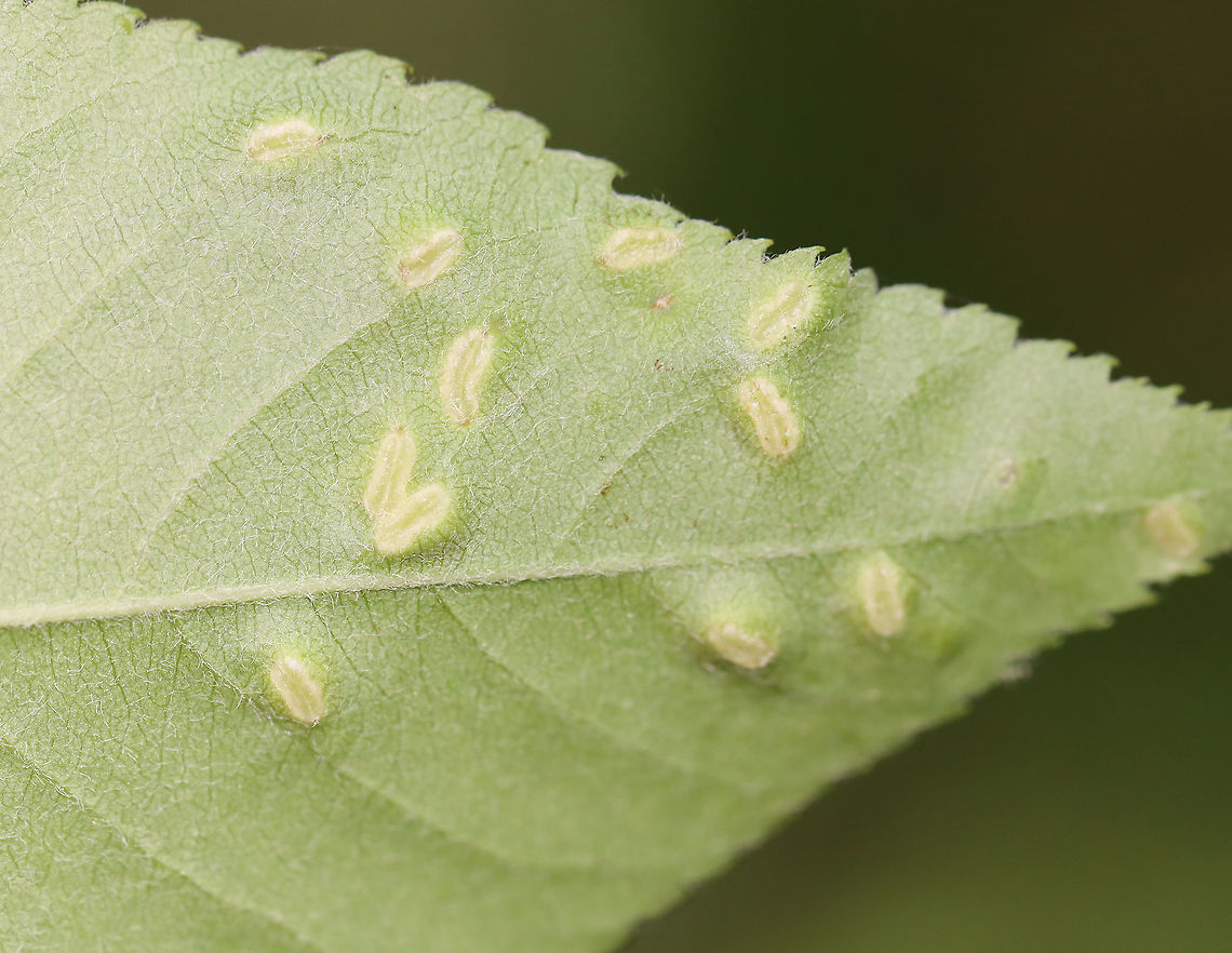 Galls (Blaesodiplosis sp.) on Shadbush (Amelanchier sp.) Habitat: Deciduous forest<br />
<br />
<figure class="photo"><a href="https://www.jungledragon.com/image/106738/galls_blaesodiplosis_sp._on_shadbush_amelanchier_sp.html" title="Galls (Blaesodiplosis sp.) on Shadbush (Amelanchier sp.)"><img src="https://s3.amazonaws.com/media.jungledragon.com/images/3232/106738_thumb.jpg?AWSAccessKeyId=05GMT0V3GWVNE7GGM1R2&Expires=1759968010&Signature=48NUcFcCMC9%2FAPUgnjbTXTmciQE%3D" width="200" height="128" alt="Galls (Blaesodiplosis sp.) on Shadbush (Amelanchier sp.) Habitat: Deciduous forest<br />
<br />
https://www.jungledragon.com/image/106737/galls_undersurface_-_family_eriophyidae.html<br />
https://www.jungledragon.com/image/106736/galls_-_family_eriophyidae.html Blaesodiplosis,Geotagged,Spring,United States" /></a></figure><br />
<figure class="photo"><a href="https://www.jungledragon.com/image/106736/galls_blaesodiplosis_sp._on_shadbush_amelanchier_sp.html" title="Galls (Blaesodiplosis sp.) on Shadbush (Amelanchier sp.)"><img src="https://s3.amazonaws.com/media.jungledragon.com/images/3232/106736_thumb.jpg?AWSAccessKeyId=05GMT0V3GWVNE7GGM1R2&Expires=1759968010&Signature=30UrjFhi6wCif91l1bZyKVEvg4g%3D" width="200" height="152" alt="Galls (Blaesodiplosis sp.) on Shadbush (Amelanchier sp.) Habitat: Deciduous forest<br />
<br />
https://www.jungledragon.com/image/106738/galls_-_family_eriophyidae.html<br />
https://www.jungledragon.com/image/106737/galls_undersurface_-_family_eriophyidae.html Betulaceae,Eriophyidae,Geotagged,Spring,United States,gall,galls" /></a></figure> Blaesodiplosis,Geotagged,Spring,United States,galls