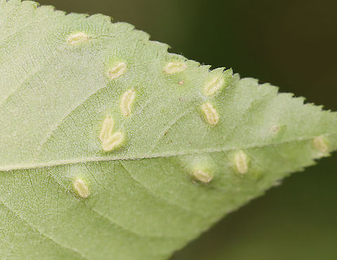 Galls (Blaesodiplosis sp.) on Shadbush (Amelanchier sp.) Habitat: Deciduous forest

https://www.jungledragon.com/image/106738/galls_-_family_eriophyidae.html
https://www.jungledragon.com/image/106736/galls_-_family_eriophyidae.html Blaesodiplosis,Geotagged,Spring,United States,galls