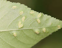 Galls (Blaesodiplosis sp.) on Shadbush (Amelanchier sp.) Habitat: Deciduous forest<br />
<br />
https://www.jungledragon.com/image/106738/galls_-_family_eriophyidae.html<br />
https://www.jungledragon.com/image/106736/galls_-_family_eriophyidae.html Blaesodiplosis,Geotagged,Spring,United States,galls