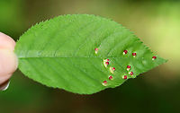 Galls (Blaesodiplosis sp.) on Shadbush (Amelanchier sp.) Habitat: Deciduous forest<br />
<br />
https://www.jungledragon.com/image/106737/galls_undersurface_-_family_eriophyidae.html<br />
https://www.jungledragon.com/image/106736/galls_-_family_eriophyidae.html Blaesodiplosis,Geotagged,Spring,United States