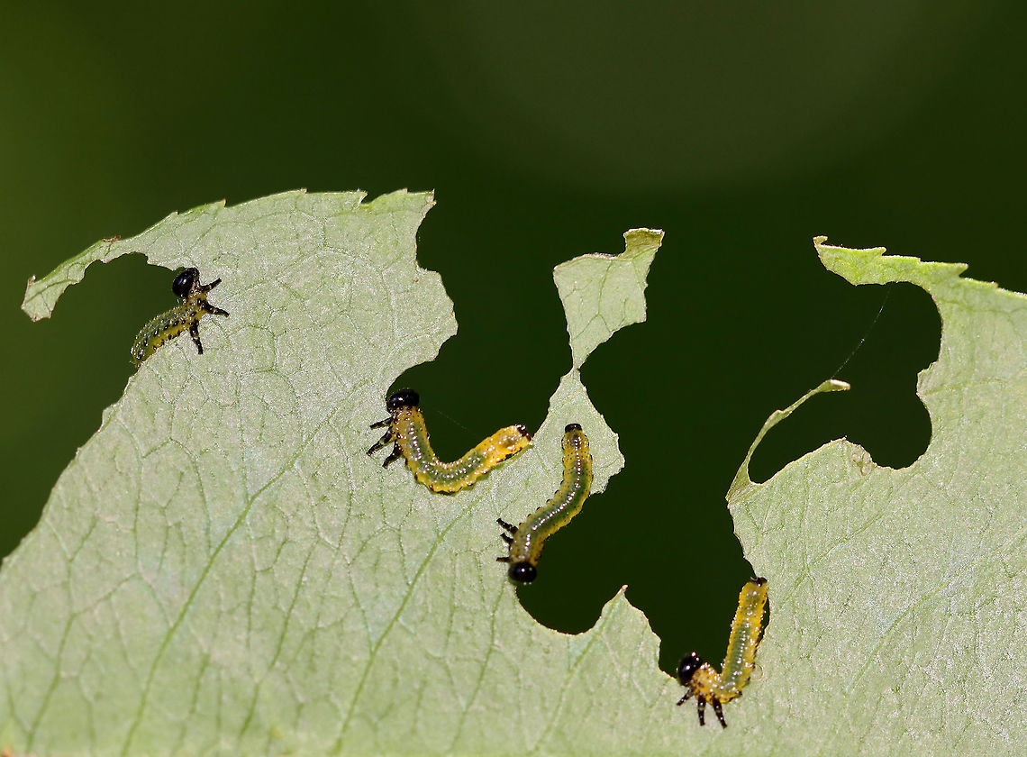 Sawfly Larvae - Nematus sp. Host: Unknown plant; mixed forest<br />
<figure class="photo"><a href="https://www.jungledragon.com/image/106742/sawfly_larvae_-_nematus_sp.html" title="Sawfly Larvae - Nematus sp."><img src="https://s3.amazonaws.com/media.jungledragon.com/images/3232/106742_thumb.jpg?AWSAccessKeyId=05GMT0V3GWVNE7GGM1R2&Expires=1759968010&Signature=Wg0D7uAX0bfu4kU%2FyHOv6cAUs2s%3D" width="200" height="154" alt="Sawfly Larvae - Nematus sp. Host: Unknown plant; mixed forest<br />
https://www.jungledragon.com/image/106739/sawfly_larvae_-_nematus_sp.html<br />
https://www.jungledragon.com/image/106741/sawfly_larvae_-_nematus_sp.html<br />
https://www.jungledragon.com/image/106740/sawfly_larvae_-_nematus_sp.html Geotagged,Spring,United States" /></a></figure><br />
<figure class="photo"><a href="https://www.jungledragon.com/image/106741/sawfly_larvae_-_nematus_sp.html" title="Sawfly Larvae - Nematus sp."><img src="https://s3.amazonaws.com/media.jungledragon.com/images/3232/106741_thumb.jpg?AWSAccessKeyId=05GMT0V3GWVNE7GGM1R2&Expires=1759968010&Signature=PffiSP7TtHY0bd1Cu%2Fo3iABrigE%3D" width="128" height="152" alt="Sawfly Larvae - Nematus sp. Host: Unknown plant; mixed forest<br />
https://www.jungledragon.com/image/106739/sawfly_larvae_-_nematus_sp.html<br />
https://www.jungledragon.com/image/106740/sawfly_larvae_-_nematus_sp.html<br />
https://www.jungledragon.com/image/106742/sawfly_larvae_-_nematus_sp.html Geotagged,Spring,United States" /></a></figure><br />
<figure class="photo"><a href="https://www.jungledragon.com/image/106740/sawfly_larvae_-_nematus_sp.html" title="Sawfly Larvae - Nematus sp."><img src="https://s3.amazonaws.com/media.jungledragon.com/images/3232/106740_thumb.jpg?AWSAccessKeyId=05GMT0V3GWVNE7GGM1R2&Expires=1759968010&Signature=SCVkJ%2FFdWATneSCSAIUTszNBRtM%3D" width="200" height="134" alt="Sawfly Larvae - Nematus sp. Host: Unknown plant; mixed forest<br />
https://www.jungledragon.com/image/106741/sawfly_larvae_-_nematus_sp.html<br />
https://www.jungledragon.com/image/106739/sawfly_larvae_-_nematus_sp.html<br />
https://www.jungledragon.com/image/106742/sawfly_larvae_-_nematus_sp.html Geotagged,Spring,United States" /></a></figure> Geotagged,Nematus,Spring,United States,larva,larvae,sawfly,sawfly larvae