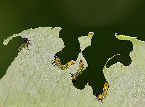 Sawfly Larvae - Nematus sp. Host: Unknown plant; mixed forest
https://www.jungledragon.com/image/106742/sawfly_larvae_-_nematus_sp.html
https://www.jungledragon.com/image/106741/sawfly_larvae_-_nematus_sp.html
https://www.jungledragon.com/image/106740/sawfly_larvae_-_nematus_sp.html Geotagged,Nematus,Spring,United States,larva,larvae,sawfly,sawfly larvae