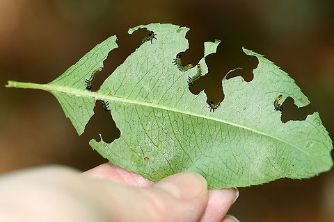 Sawfly Larvae - Nematus sp. Host: Unknown plant; mixed forest
https://www.jungledragon.com/image/106741/sawfly_larvae_-_nematus_sp.html
https://www.jungledragon.com/image/106739/sawfly_larvae_-_nematus_sp.html
https://www.jungledragon.com/image/106742/sawfly_larvae_-_nematus_sp.html Geotagged,Spring,United States