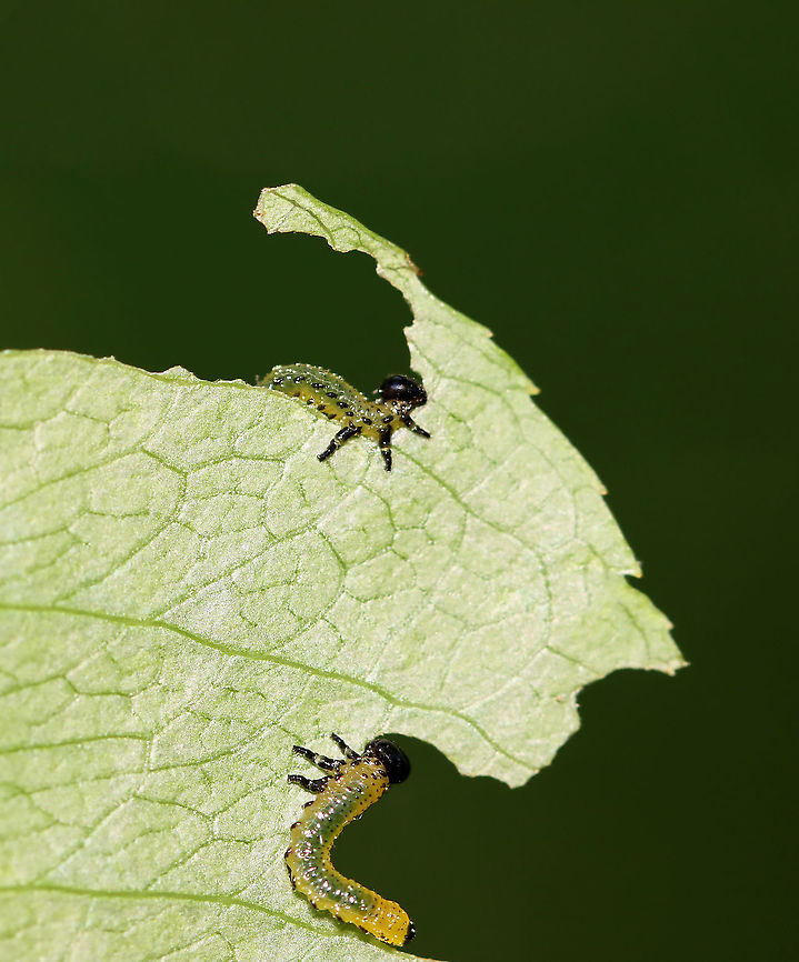 Sawfly Larvae - Nematus sp. Host: Unknown plant; mixed forest<br />
<figure class="photo"><a href="https://www.jungledragon.com/image/106739/sawfly_larvae_-_nematus_sp.html" title="Sawfly Larvae - Nematus sp."><img src="https://s3.amazonaws.com/media.jungledragon.com/images/3232/106739_thumb.jpg?AWSAccessKeyId=05GMT0V3GWVNE7GGM1R2&Expires=1759968010&Signature=o%2B5QfV2I50CGMZcaEkokNaFVSrc%3D" width="200" height="148" alt="Sawfly Larvae - Nematus sp. Host: Unknown plant; mixed forest<br />
https://www.jungledragon.com/image/106742/sawfly_larvae_-_nematus_sp.html<br />
https://www.jungledragon.com/image/106741/sawfly_larvae_-_nematus_sp.html<br />
https://www.jungledragon.com/image/106740/sawfly_larvae_-_nematus_sp.html Geotagged,Nematus,Spring,United States,larva,larvae,sawfly,sawfly larvae" /></a></figure><br />
<figure class="photo"><a href="https://www.jungledragon.com/image/106740/sawfly_larvae_-_nematus_sp.html" title="Sawfly Larvae - Nematus sp."><img src="https://s3.amazonaws.com/media.jungledragon.com/images/3232/106740_thumb.jpg?AWSAccessKeyId=05GMT0V3GWVNE7GGM1R2&Expires=1759968010&Signature=SCVkJ%2FFdWATneSCSAIUTszNBRtM%3D" width="200" height="134" alt="Sawfly Larvae - Nematus sp. Host: Unknown plant; mixed forest<br />
https://www.jungledragon.com/image/106741/sawfly_larvae_-_nematus_sp.html<br />
https://www.jungledragon.com/image/106739/sawfly_larvae_-_nematus_sp.html<br />
https://www.jungledragon.com/image/106742/sawfly_larvae_-_nematus_sp.html Geotagged,Spring,United States" /></a></figure><br />
<figure class="photo"><a href="https://www.jungledragon.com/image/106742/sawfly_larvae_-_nematus_sp.html" title="Sawfly Larvae - Nematus sp."><img src="https://s3.amazonaws.com/media.jungledragon.com/images/3232/106742_thumb.jpg?AWSAccessKeyId=05GMT0V3GWVNE7GGM1R2&Expires=1759968010&Signature=Wg0D7uAX0bfu4kU%2FyHOv6cAUs2s%3D" width="200" height="154" alt="Sawfly Larvae - Nematus sp. Host: Unknown plant; mixed forest<br />
https://www.jungledragon.com/image/106739/sawfly_larvae_-_nematus_sp.html<br />
https://www.jungledragon.com/image/106741/sawfly_larvae_-_nematus_sp.html<br />
https://www.jungledragon.com/image/106740/sawfly_larvae_-_nematus_sp.html Geotagged,Spring,United States" /></a></figure> Geotagged,Spring,United States