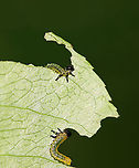 Sawfly Larvae - Nematus sp. Host: Unknown plant; mixed forest<br />
https://www.jungledragon.com/image/106739/sawfly_larvae_-_nematus_sp.html<br />
https://www.jungledragon.com/image/106740/sawfly_larvae_-_nematus_sp.html<br />
https://www.jungledragon.com/image/106742/sawfly_larvae_-_nematus_sp.html Geotagged,Spring,United States
