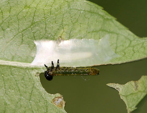 Sawfly Larvae - Nematus sp. Host: Unknown plant; mixed forest
https://www.jungledragon.com/image/106739/sawfly_larvae_-_nematus_sp.html
https://www.jungledragon.com/image/106741/sawfly_larvae_-_nematus_sp.html
https://www.jungledragon.com/image/106740/sawfly_larvae_-_nematus_sp.html Geotagged,Spring,United States