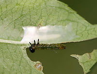 Sawfly Larvae - Nematus sp. Host: Unknown plant; mixed forest<br />
https://www.jungledragon.com/image/106739/sawfly_larvae_-_nematus_sp.html<br />
https://www.jungledragon.com/image/106741/sawfly_larvae_-_nematus_sp.html<br />
https://www.jungledragon.com/image/106740/sawfly_larvae_-_nematus_sp.html Geotagged,Spring,United States