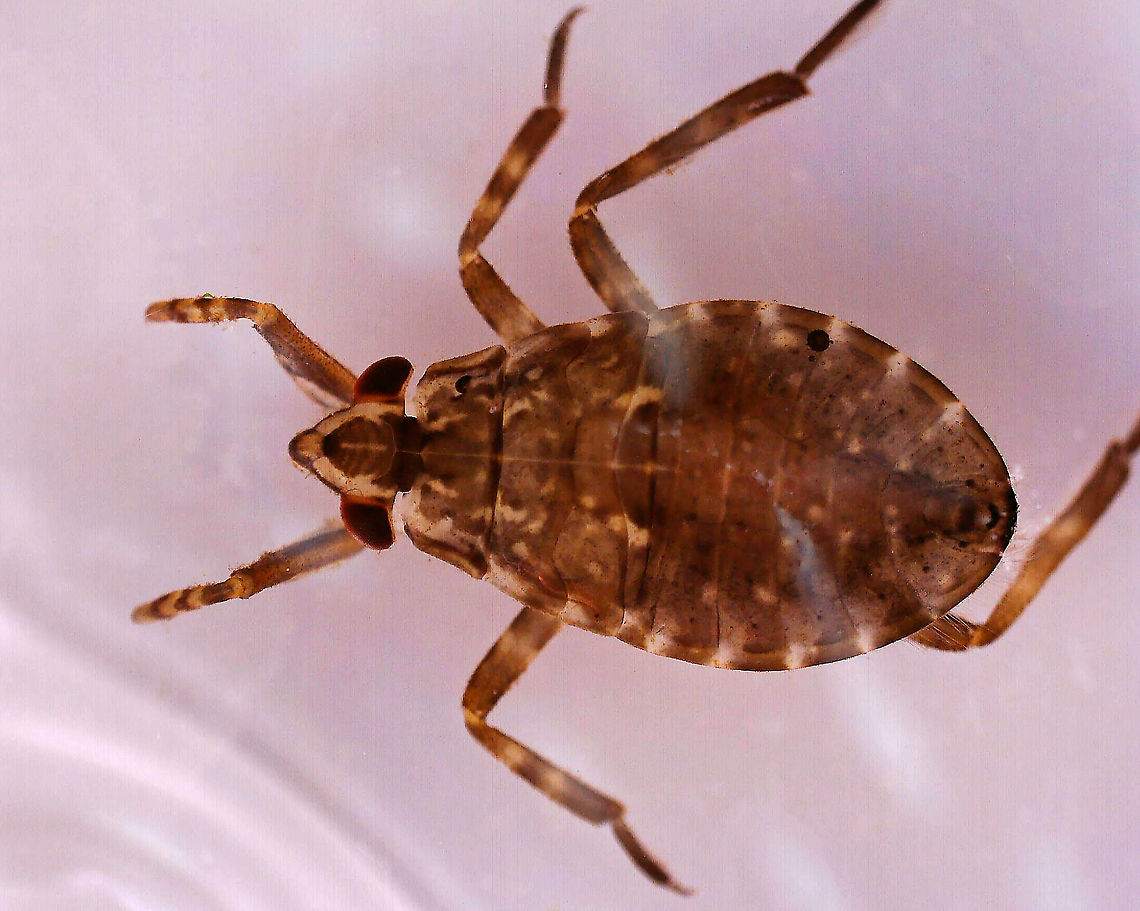 Giant Water Bug - Belostomatidae Habitat: Woodland pond; captured and photographed at home. Belostomatidae,Geotagged,Giant Water Bug,United States,bug,water bug