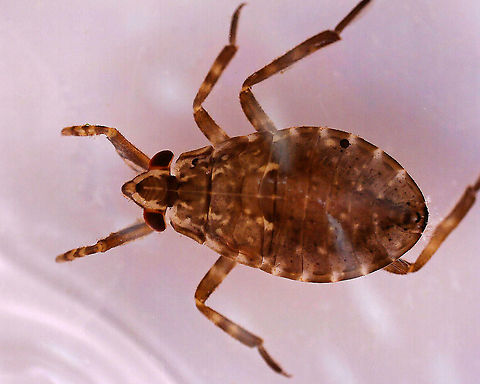 Giant Water Bug - Belostomatidae Habitat: Woodland pond; captured and photographed at home. Belostomatidae,Geotagged,Giant Water Bug,United States,bug,water bug
