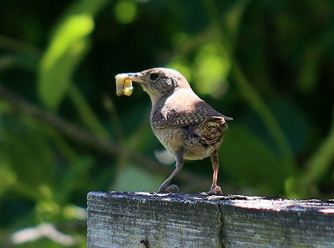 House Wren - Troglodytes aedon Habitat: Meadow's edge; it was going in and out of a birdhouse. Geotagged,House wren,Spring,Troglodytes,Troglodytes aedon,United States,wren