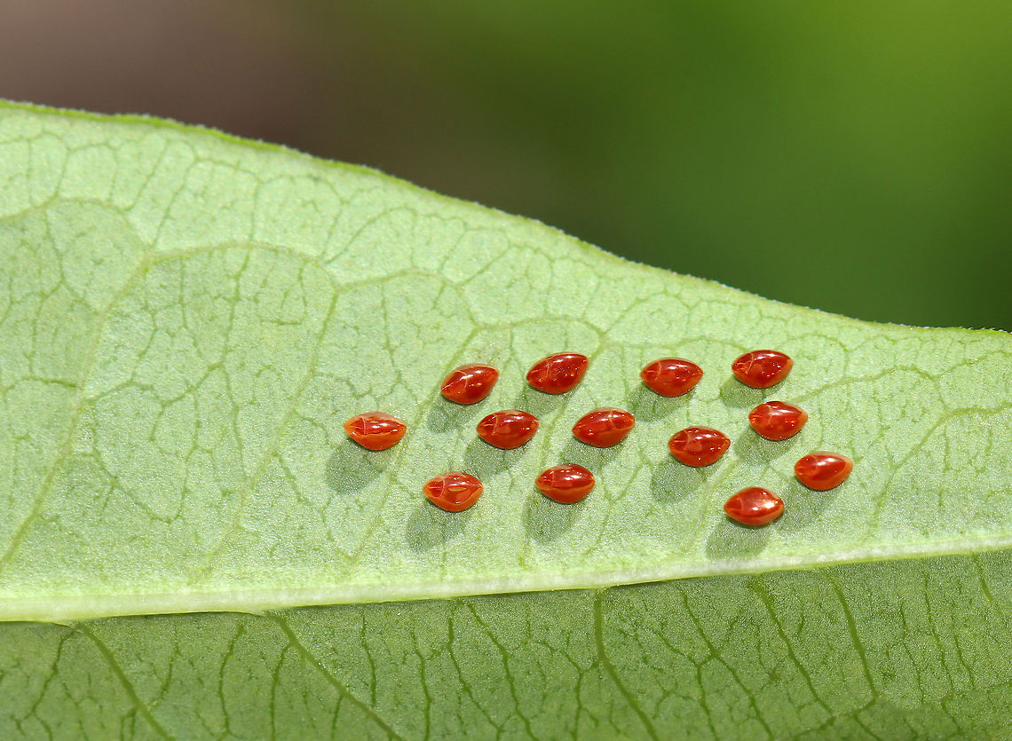 Squash Bug Eggs - Anasa tristis Tiny, eggs that were laid in a cluster on the underside of a leaf in a rural garden.<br />
<br />
Habitat: Garden Anasa,Anasa tristis,Geotagged,Spring,United States,eggs