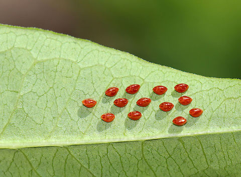 Squash Bug Eggs - Anasa tristis Tiny, eggs that were laid in a cluster on the underside of a leaf in a rural garden.

Habitat: Garden Anasa,Anasa tristis,Geotagged,Spring,United States,eggs