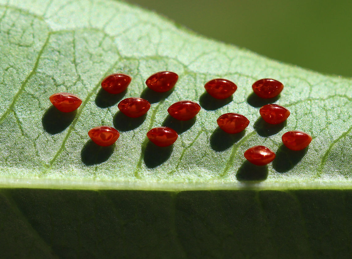 Squash Bug Eggs - Anasa tristis Tiny, eggs that were laid in a cluster on the underside of a leaf in a rural garden.<br />
<br />
Habitat: Garden Anasa tristis,Geotagged,Spring,United States,eggs