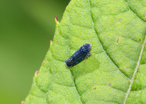 Hopper - Scaphytopius sp., Subgenus Cloanthanus Habitat: Meadow Cicadellidae,Cloanthanus,Geotagged,Scaphytopius,Spring,Subgenus Cloanthanus,United States,hopper