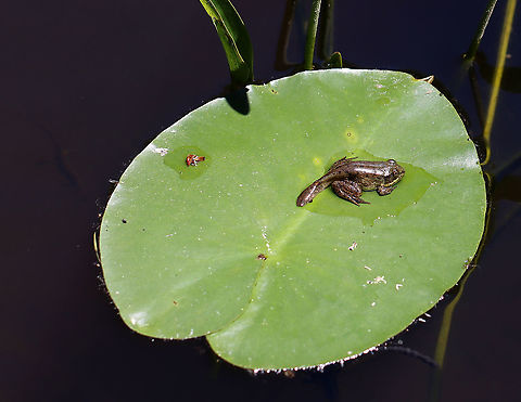 Green Frog (Froglet) - Lithobates clamitans Habitat: Woodland pond Geotagged,Green frog,Lithobates,Lithobates clamitans,Spring,United States,frog,froglet,polywog