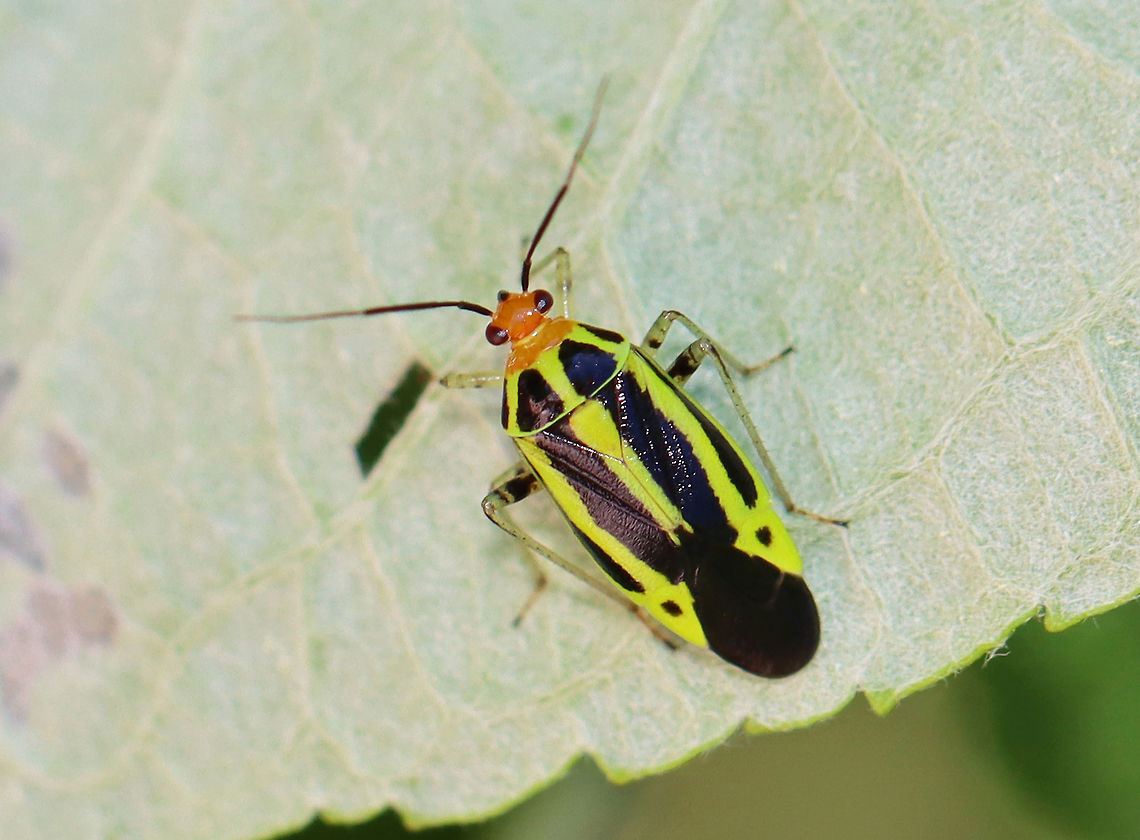 Fourlined Plant Bug - Poecilocapsus lineatus Habitat: Garden Fourlined Plant Bug,Geotagged,Poecilocapsus,Poecilocapsus lineatus Fabricius,Spring,United States,but,plant bug