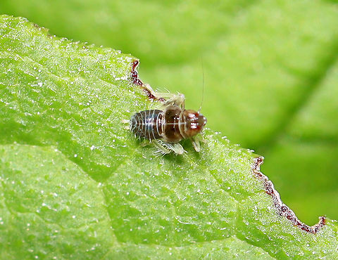 Planthopper Nymph - Jikradia olitoria Sadly a blurry photo, but this tiny nymph was as fast as it was adorable.

Habitat: Garden Cicadellidae,Geotagged,Jikradia,Jikradia olitoria,Spring,United States,hopper,nymph,planthopper