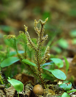 Clubmoss - Lycopodium clavatum Habitat: Mesic forest Geotagged,Lycopodium,Lycopodium clavatum,Spring,Stag's-horn Clubmoss,United States,clubmoss,moss,running pine,staghorn,wolf's claw clubmoss