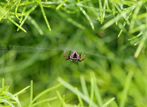 Spider - Order Araneae, Family Araneidae, Araneus sp.(?) Unfortunately, I could only see its rear end.

Habitat: Spotted in a meadow
https://www.jungledragon.com/image/106808/spider_-_order_araneae_family_araneidae_araneus_sp.html Araneidae,Araneus,Geotagged,Spring,United States,orb-weaver,orbweaver,spider
