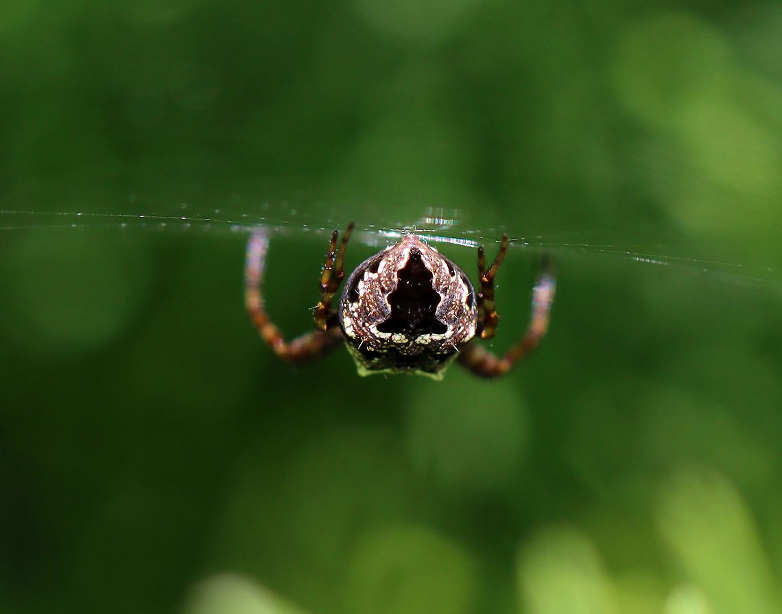 Spider - Order Araneae, Family Araneidae, Araneus sp.(?) Unfortunately, I could only see its rear end.<br />
<br />
Habitat: Spotted in a meadow<br />
<figure class="photo"><a href="https://www.jungledragon.com/image/106807/spider_-_order_araneae_family_araneidae_araneus_sp.html" title="Spider - Order Araneae, Family Araneidae, Araneus sp.(?)"><img src="https://s3.amazonaws.com/media.jungledragon.com/images/3232/106807_thumb.jpg?AWSAccessKeyId=05GMT0V3GWVNE7GGM1R2&Expires=1769040010&Signature=h0NO5%2FMUo7T%2B1bOPRLtmX7OsZLc%3D" width="200" height="146" alt="Spider - Order Araneae, Family Araneidae, Araneus sp.(?) Unfortunately, I could only see its rear end.<br />
<br />
Habitat: Spotted in a meadow<br />
https://www.jungledragon.com/image/106808/spider_-_order_araneae_family_araneidae_araneus_sp.html Araneidae,Araneus,Geotagged,Spring,United States,orb-weaver,orbweaver,spider" /></a></figure> Geotagged,Spring,United States