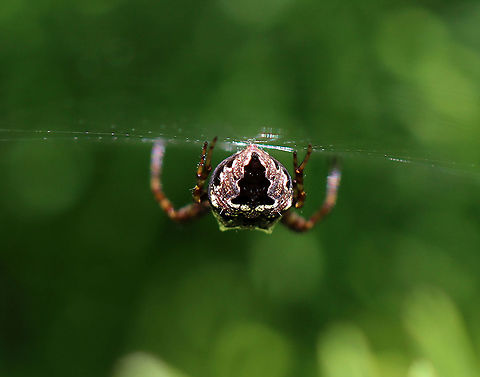 Spider - Order Araneae, Family Araneidae, Araneus sp.(?) Unfortunately, I could only see its rear end.

Habitat: Spotted in a meadow
https://www.jungledragon.com/image/106807/spider_-_order_araneae_family_araneidae_araneus_sp.html Geotagged,Spring,United States