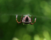 Spider - Order Araneae, Family Araneidae, Araneus sp.(?) Unfortunately, I could only see its rear end.<br />
<br />
Habitat: Spotted in a meadow<br />
https://www.jungledragon.com/image/106807/spider_-_order_araneae_family_araneidae_araneus_sp.html Geotagged,Spring,United States