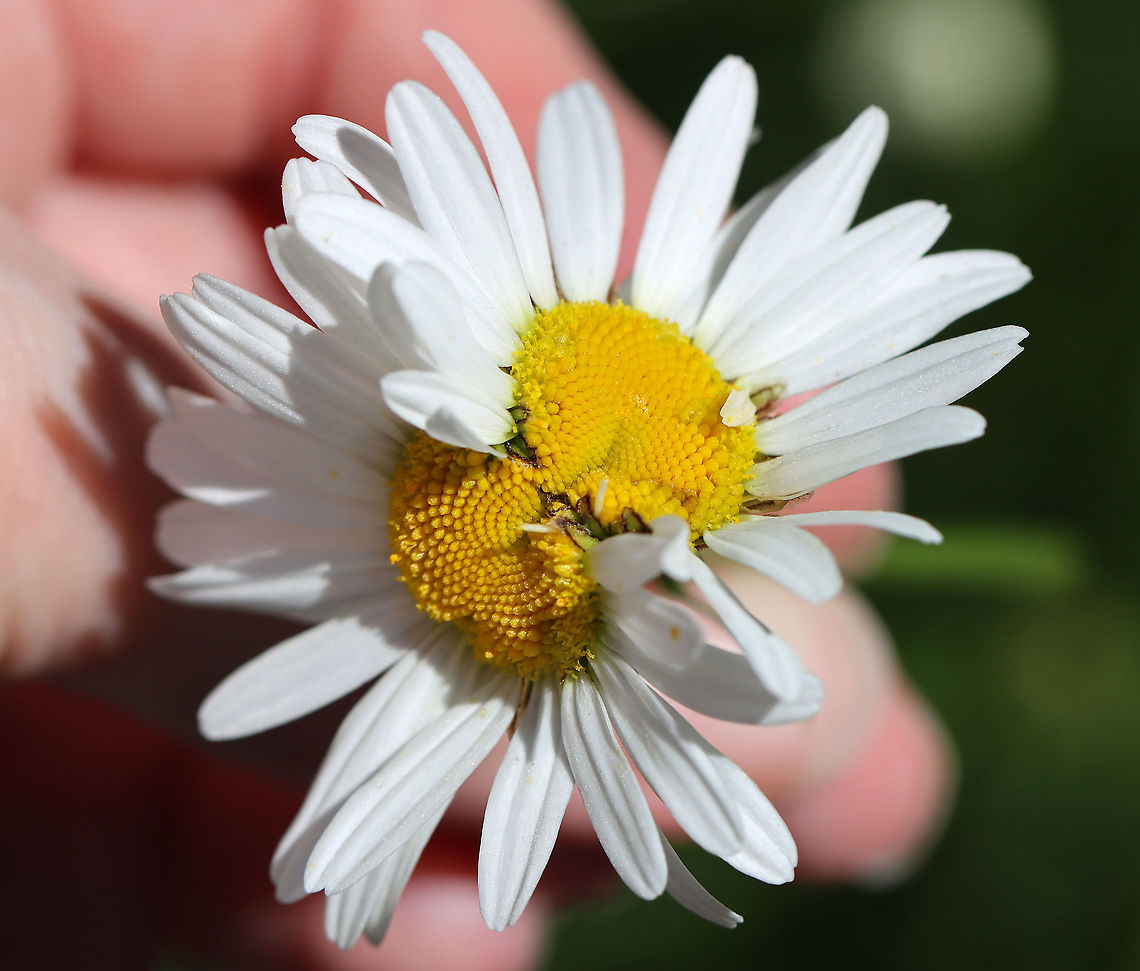 Double-headed Ox-eye Daisy - Leucanthemum vulgare This flower was double-headed/siamese -- it likely either had a disease or was a mutant.<br />
<br />
Habitat: Garden Geotagged,Leucanthemum,Leucanthemum vulgare,Ox-eye daisy,Spring,United States,daisy,diseased daisy,mutant,mutated daisy
