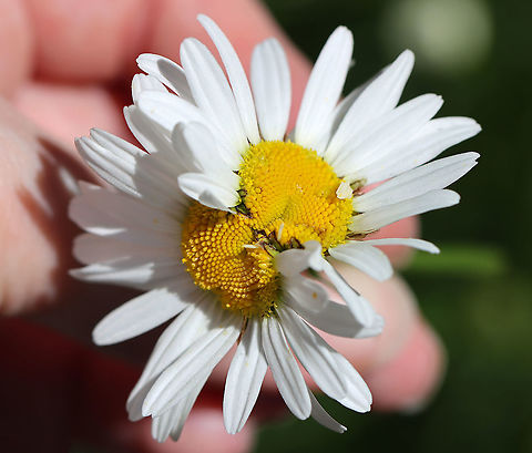 Double-headed Ox-eye Daisy - Leucanthemum vulgare This flower was double-headed/siamese -- it likely either had a disease or was a mutant.

Habitat: Garden Geotagged,Leucanthemum,Leucanthemum vulgare,Ox-eye daisy,Spring,United States,daisy,diseased daisy,mutant,mutated daisy