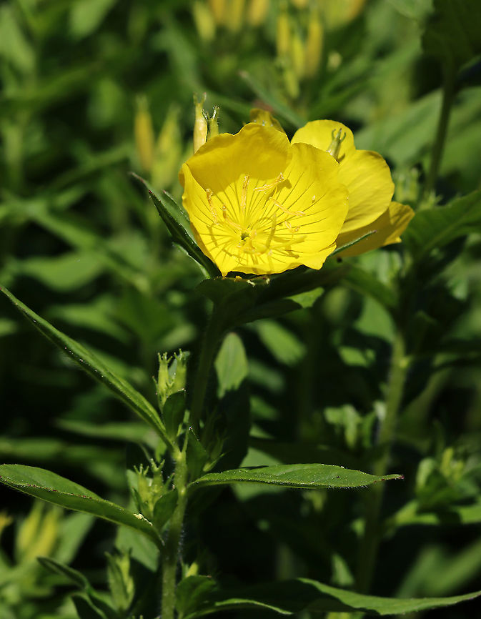 Oenothera fruticosa Habitat: Garden Geotagged,Narrowleaf evening primrose,Oenothera,Oenothera fruticosa,Spring,United States,evening primrose,sundrop,yellow,yellow flower