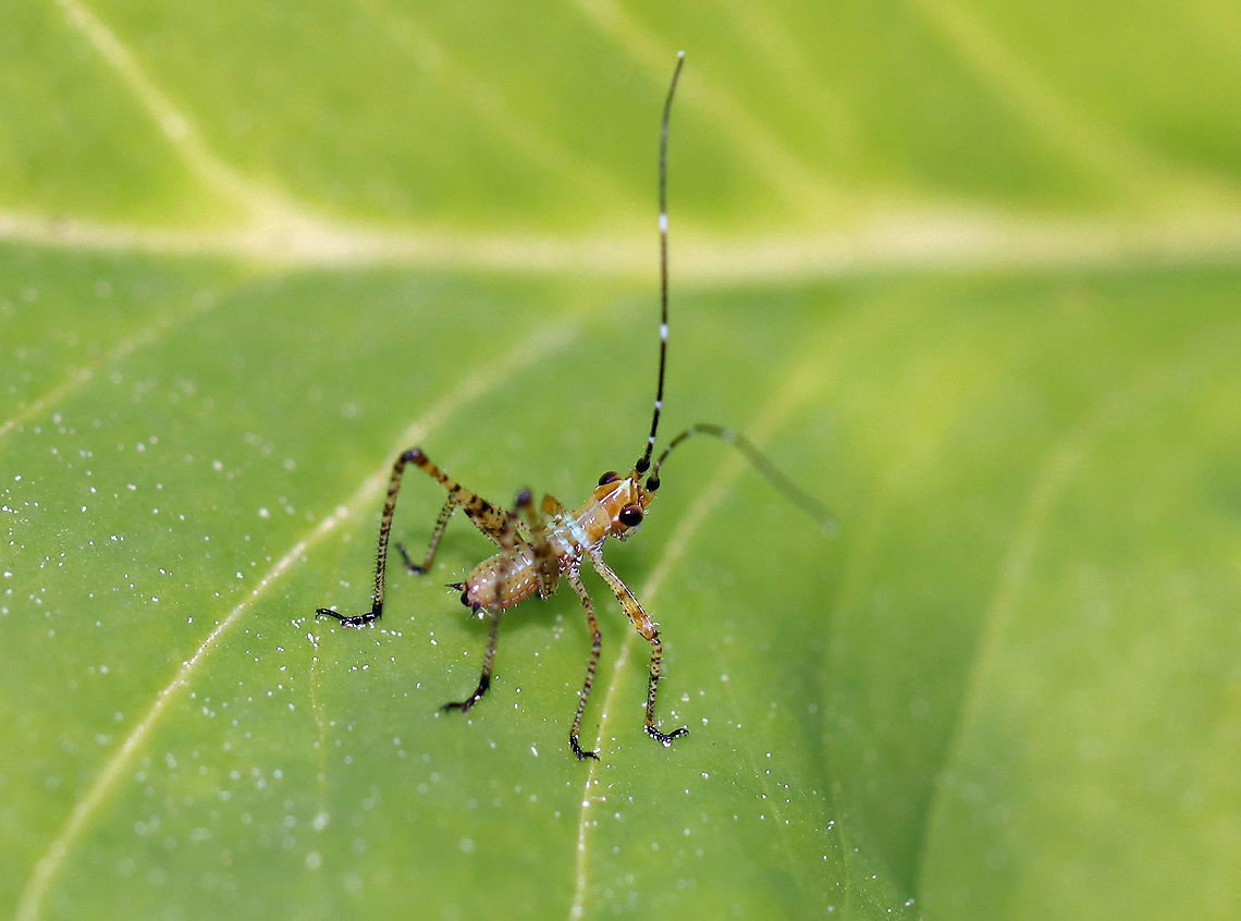 Fork-tailed Bush Katydid - Scudderia furcata Love these little cuties!<br />
<br />
Habitat: Garden Fork-tailed Bush Katydid,Geotagged,Scudderia,Scudderia furcata,Spring,Tettigoniidae,United States,katydid