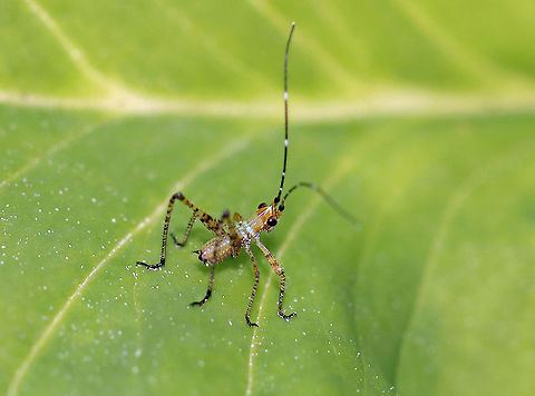 Fork-tailed Bush Katydid - Scudderia furcata Love these little cuties!

Habitat: Garden Fork-tailed Bush Katydid,Geotagged,Scudderia,Scudderia furcata,Spring,Tettigoniidae,United States,katydid