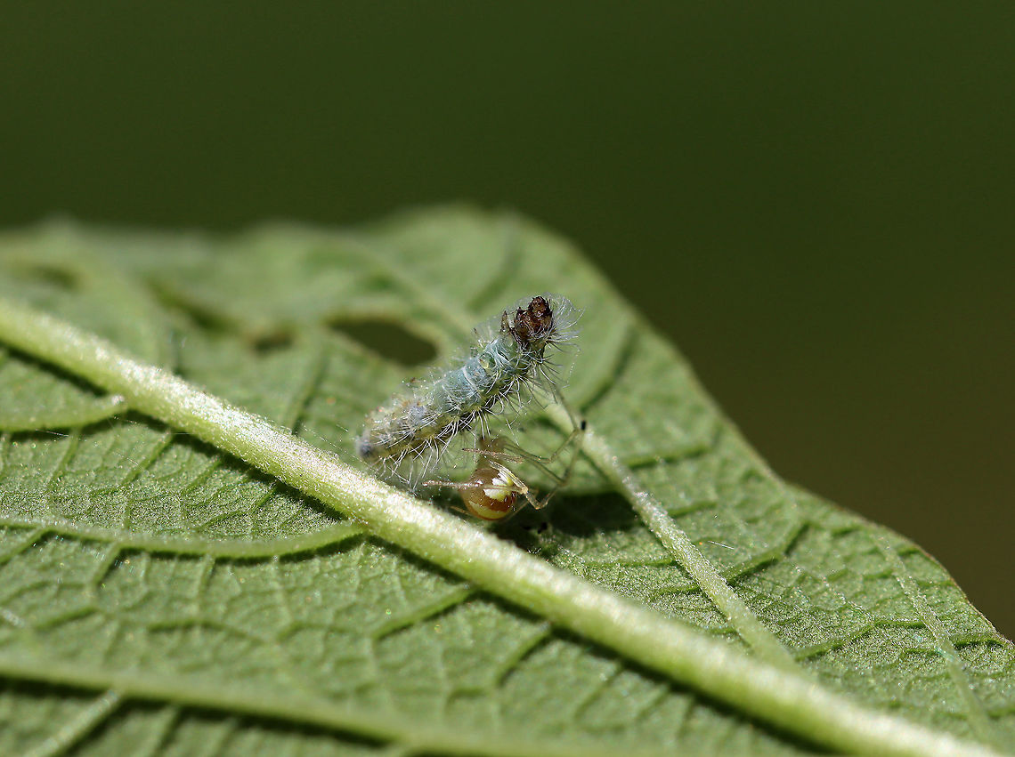 Cobweb Spider - Theridion albidum Wrapping up a caterpillar.<br />
<br />
Habitat: Garden<br />
<figure class="photo"><a href="https://www.jungledragon.com/image/106813/cobweb_spider_-_theridion_albidum.html" title="Cobweb Spider - Theridion albidum"><img src="https://s3.amazonaws.com/media.jungledragon.com/images/3232/106813_thumb.jpg?AWSAccessKeyId=05GMT0V3GWVNE7GGM1R2&Expires=1759968010&Signature=YZrOVQOo8L6IK6Pyzj5EBdWoDzk%3D" width="200" height="138" alt="Cobweb Spider - Theridion albidum Wrapping up a caterpillar.<br />
<br />
Habitat: Garden<br />
https://www.jungledragon.com/image/106812/cobweb_spider_-_theridion_albidum.html Geotagged,Spring,Theridion albidum,United States" /></a></figure> Geotagged,Spring,Theridion,Theridion albidum,United States,caterpillar,cobweb spider,spider