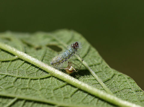 Cobweb Spider - Theridion albidum Wrapping up a caterpillar.

Habitat: Garden
https://www.jungledragon.com/image/106813/cobweb_spider_-_theridion_albidum.html Geotagged,Spring,Theridion,Theridion albidum,United States,caterpillar,cobweb spider,spider
